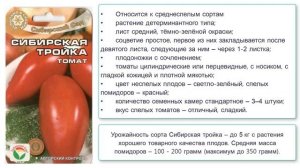 Томат сорта Сибирская тройка