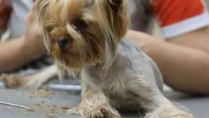 Домашняя стрижка йоркширского терьера (азиатский стиль)