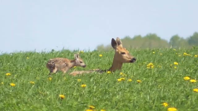 Расти, малыш! смотреть онлайн
