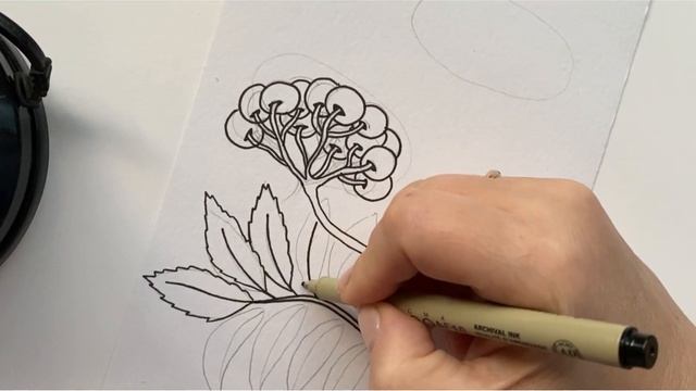 Рябинка красная и чёрная. Веточки. Раскраска. смотреть онлайн