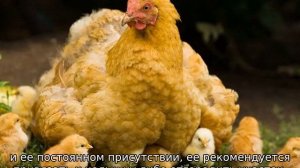 Как подсадить цыплят к наседке