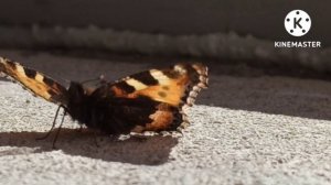 Из жизни насекомых. Бабочка выпрямляет "хоботок"