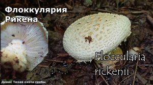 Флоккулярия Рикена, гриб из К.К. | Floccularia rickenii
