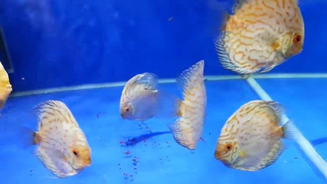 Дискус Белая бабочка (Discus White Butterfly)