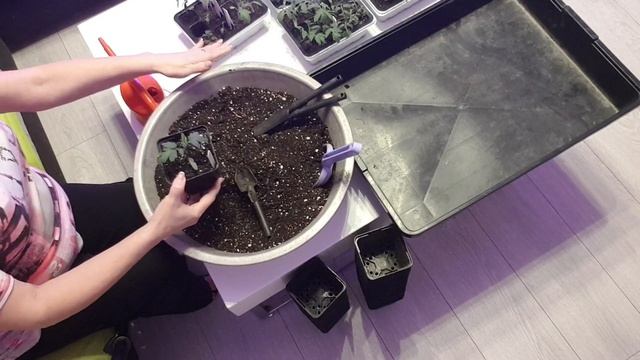 Пикировка-перевалка рассады помидор. Мне так нравится. смотреть онлайн