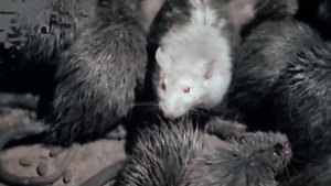 ШОК! ОН РЕАЛЬНО СУЩЕСТВУЕТ-КРЫСИНЫЙ КОРОЛЬ