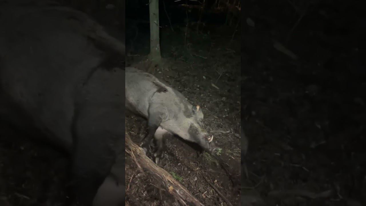 Охота на кабана! Охота с вышки! #wildlife #дикаяохота #охотавидео #hunting #охотанакабана #кабан