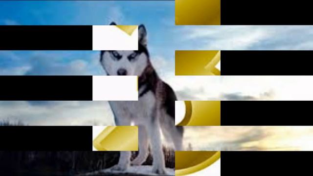 Топ 5 самых красивых пород собак смотреть онлайн