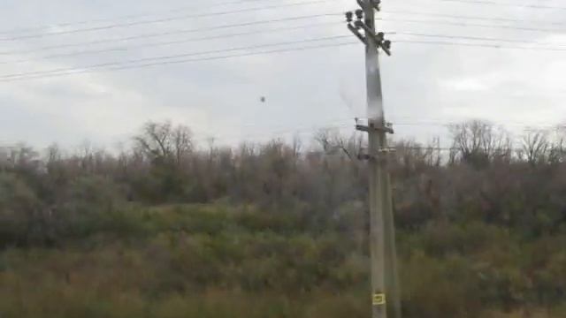 Сухие деревья