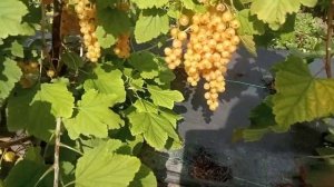 сорт белой смородины Алмазная