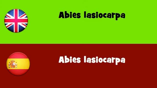 FROM ENGLISH TO SPANISH = Abies lasiocarpa смотреть онлайн