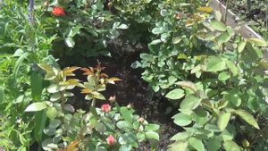 РОЗЫ из питомника ""ЭЛИТ" весенней посадки/в гостях у Галины/