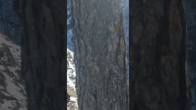 изюбрь на отстое смотреть онлайн