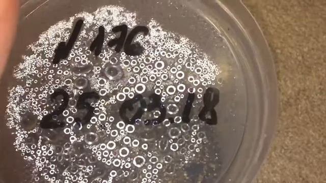Драцена 24.04.18 Всходы драцены через 27 дней от посева