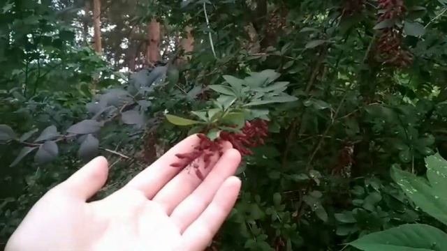 #Барбарис# кустарник барбарис чем отличается барбарис