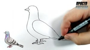 Как нарисовать ГОЛУБЯ