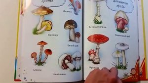 МОЯ ПЕРВАЯ КНИГА. Полный ВИДЕООБЗОР книги "ЭНЦИКЛОПЕДИЯ МАЛЫША"