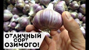 Этот сорт озимого чеснока сажаю всегда! Крупные и вкусные зубчики! Сорта озимого чеснока!