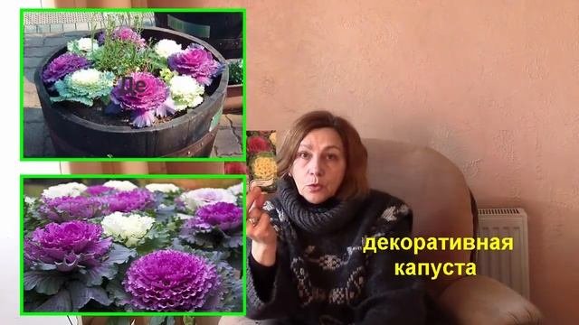 Семена и февраль.  Какие семена  сажаем на рассаду?!  Мой опыт.