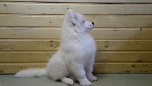 щенок самоеда 3 месяца
