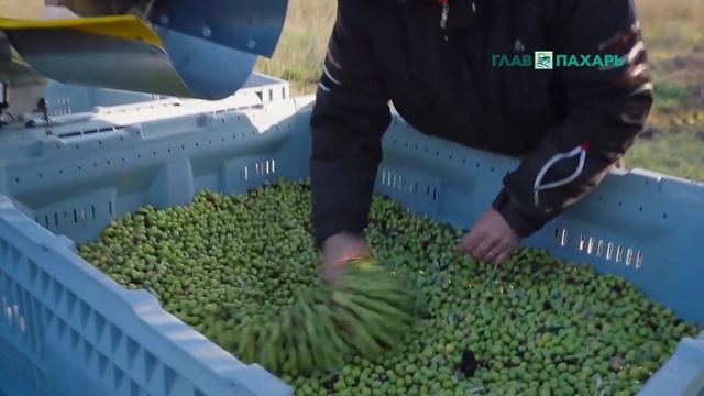 Машины для уборки оливок Pellenc смотреть онлайн