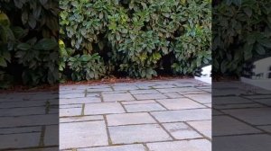 Крутая игрушка! Карьерный самосвал.mp4