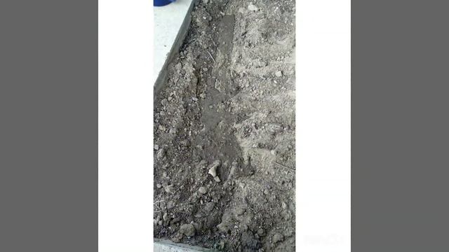 Как вырастить фасоль/Мухаммед TV смотреть онлайн