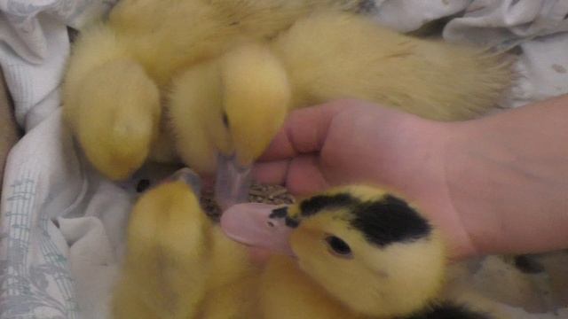 Маленькие утята едят с рук кормлю миленьких утят с руки. смотреть онлайн