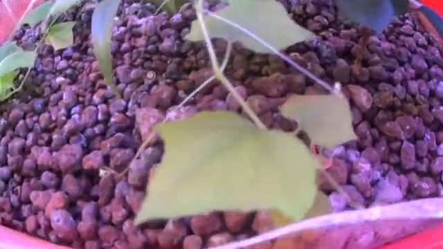 Аквариумный «огурец» смотреть онлайн