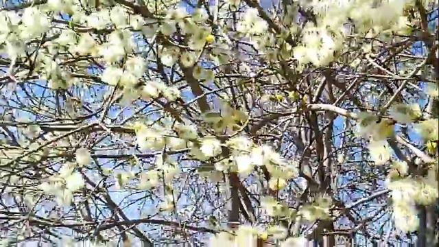 Пришла весна. 2018 смотреть онлайн