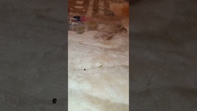 Кольцо из бисера "Лягушка"? простое, для новичков (из крупного бисера) #бисероплетение #дляновичков смотреть онлайн