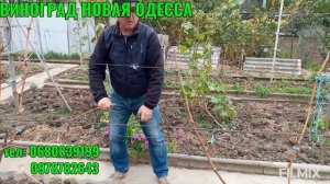 ОБРЕЗКА ВИНОГРАДА ОСЕНЬЮ НА ОДНОПЛОСКОСТНОЙ И ДВУХПЛОСКОСТНОЙ ШПАЛЕРАХ