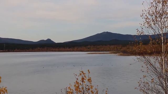 В мир водоплавающих птиц