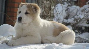 Собаки.Знакомство с породой Алабай