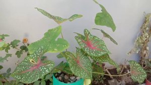 CALADIUM PLANTS WITH CALM MUSIC