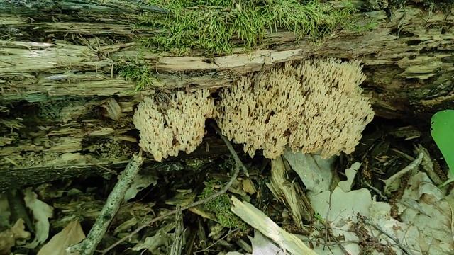 Поездка в лес по грибы. Наконец-то он попался (Трутовик серно- жёлтый) смотреть онлайн