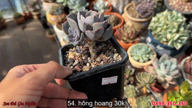 Sen lên chậu sẵn về chỉ việc ngắm | succulent Gia Nghia смотреть онлайн