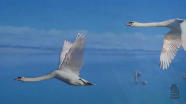 В.Ободинский.??.mp4