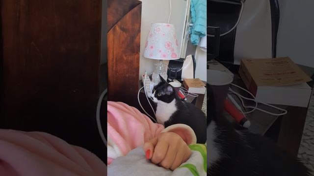 КАК МОЯ КОШКА МУСЯ БУДИТ МЕНЯ ПО УТРАМ!! смотреть онлайн