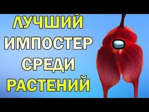 Орхидея - самый хитрый самозванец среди растений