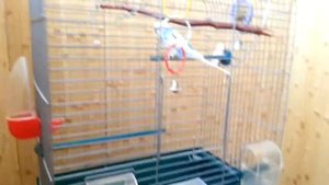 Уход за волнистым попугайчиком кратко о главном