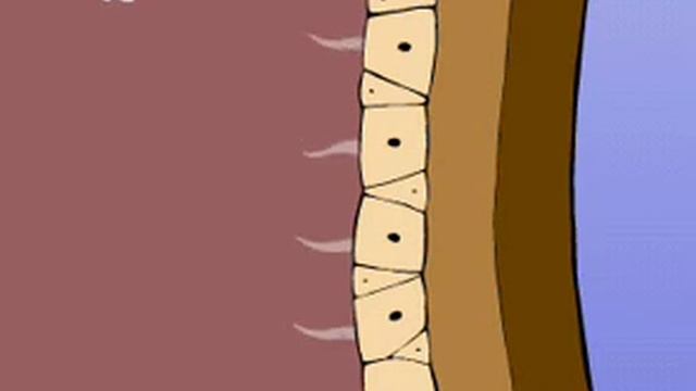 питание кишечнополостных.avi
