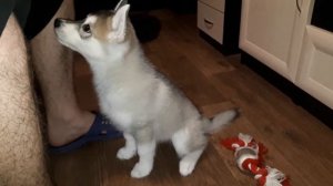 А у меня лапки /Хаски Клэри