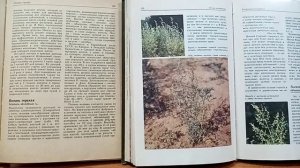Экологическая минута «Божья трава»