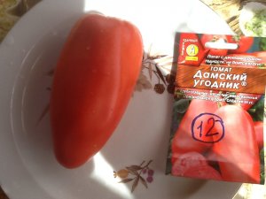 Томат "Дамский угодник" Дегустация