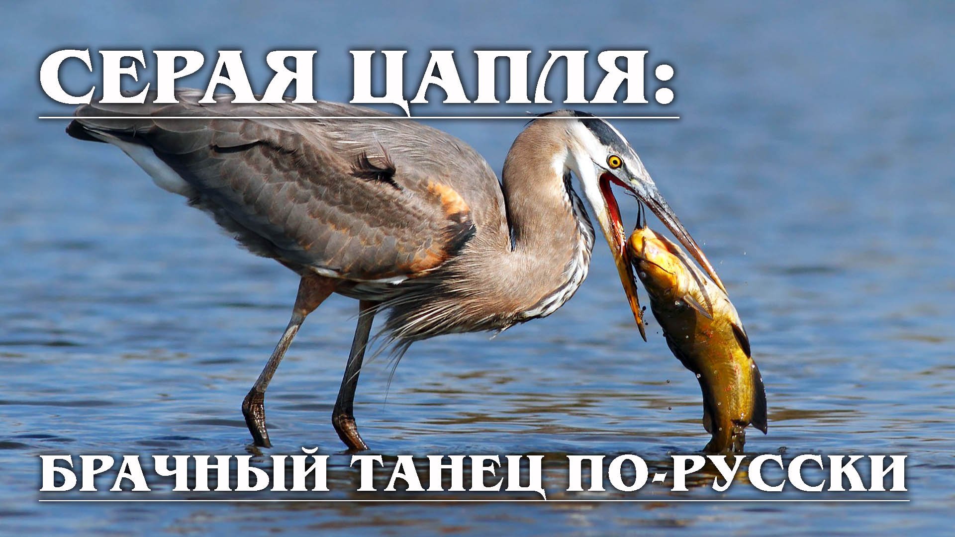 СЕРАЯ ЦАПЛЯ: Пернатый хищник русских болот | Интересные факты про птиц и цаплю
