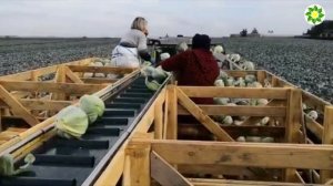 ? Галакси F1 семена капусты белокочанной (Seminis / Семинис)