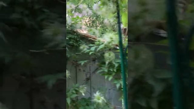 Актинидия коломикта , описание сортов