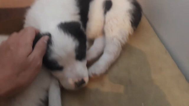 Щенки Алабая кабель сао Алиментный сука смесь смотреть онлайн