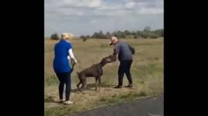 Doberman. Доберман. работа по защитной службе.